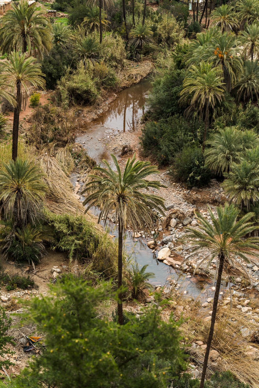 Palm-filled river valley in Paradise Valley